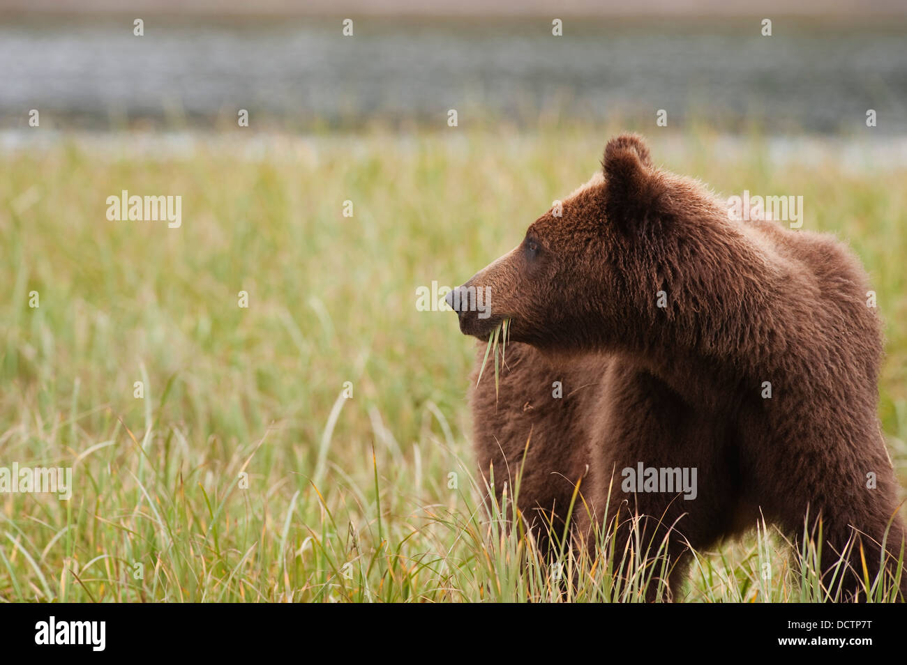 A Brown Grizzly Bear (Ursus Arctos Horribilis) Eating Sedges; Tenakee Springs, Alaska, United States Of America Stock Photo