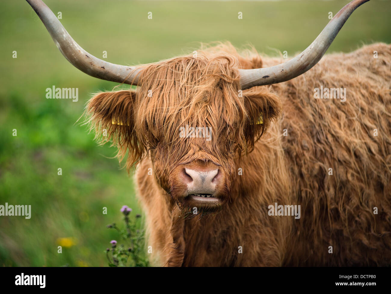 A Highland cow on the Isle of Skye in Scotland Stock Photo - Alamy