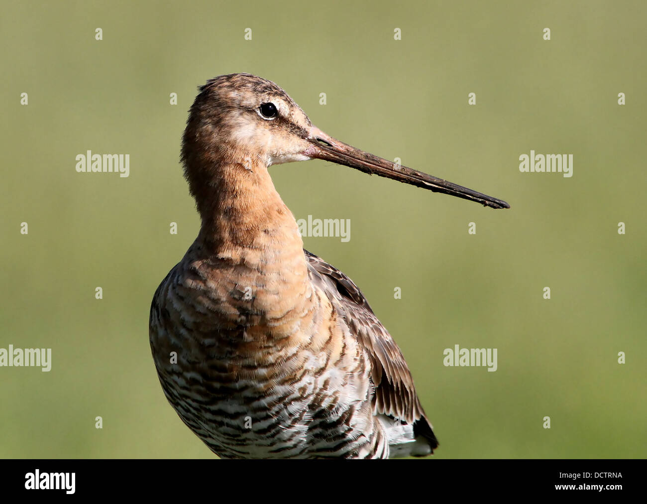 Extremely detailed crop  of the head and bill of a Black-tailed Godwit (Limosa limosa)  posing on a pole Stock Photo