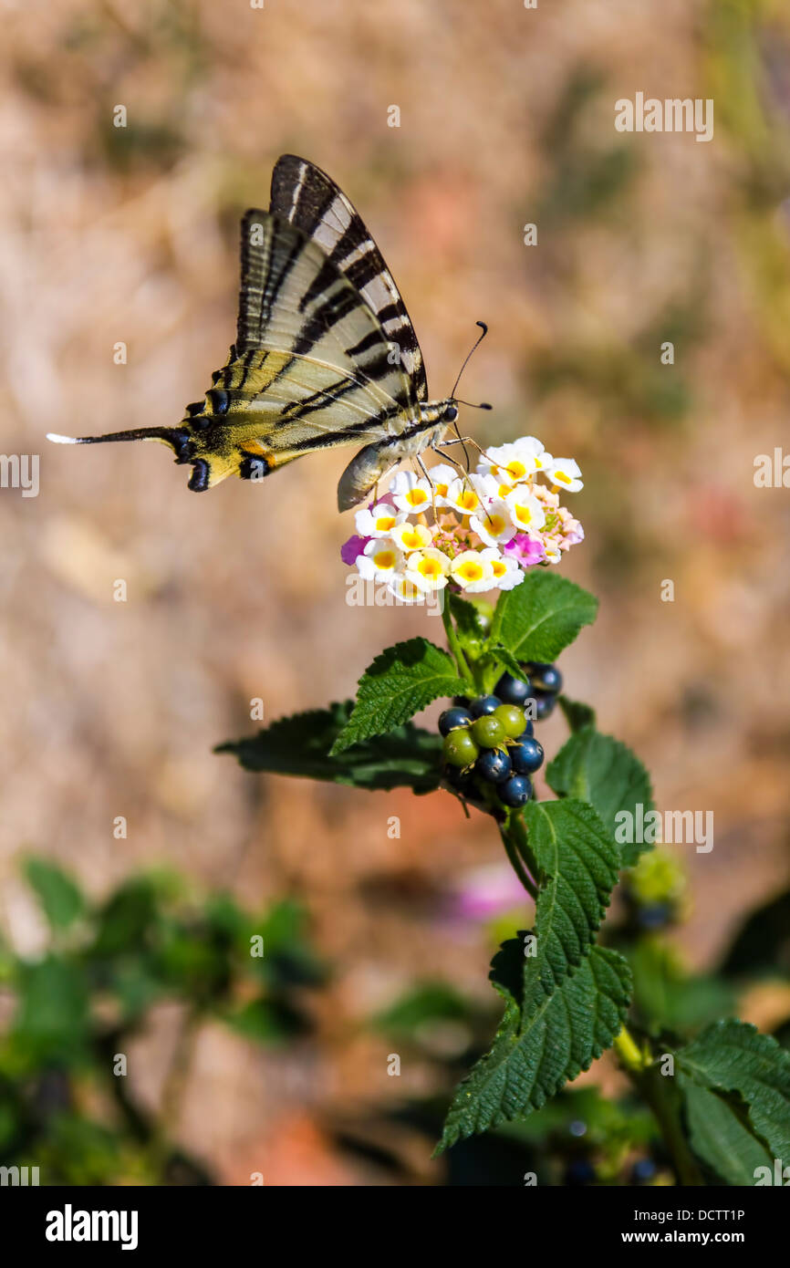 Western Tiger Swallowtail Stock Photo
