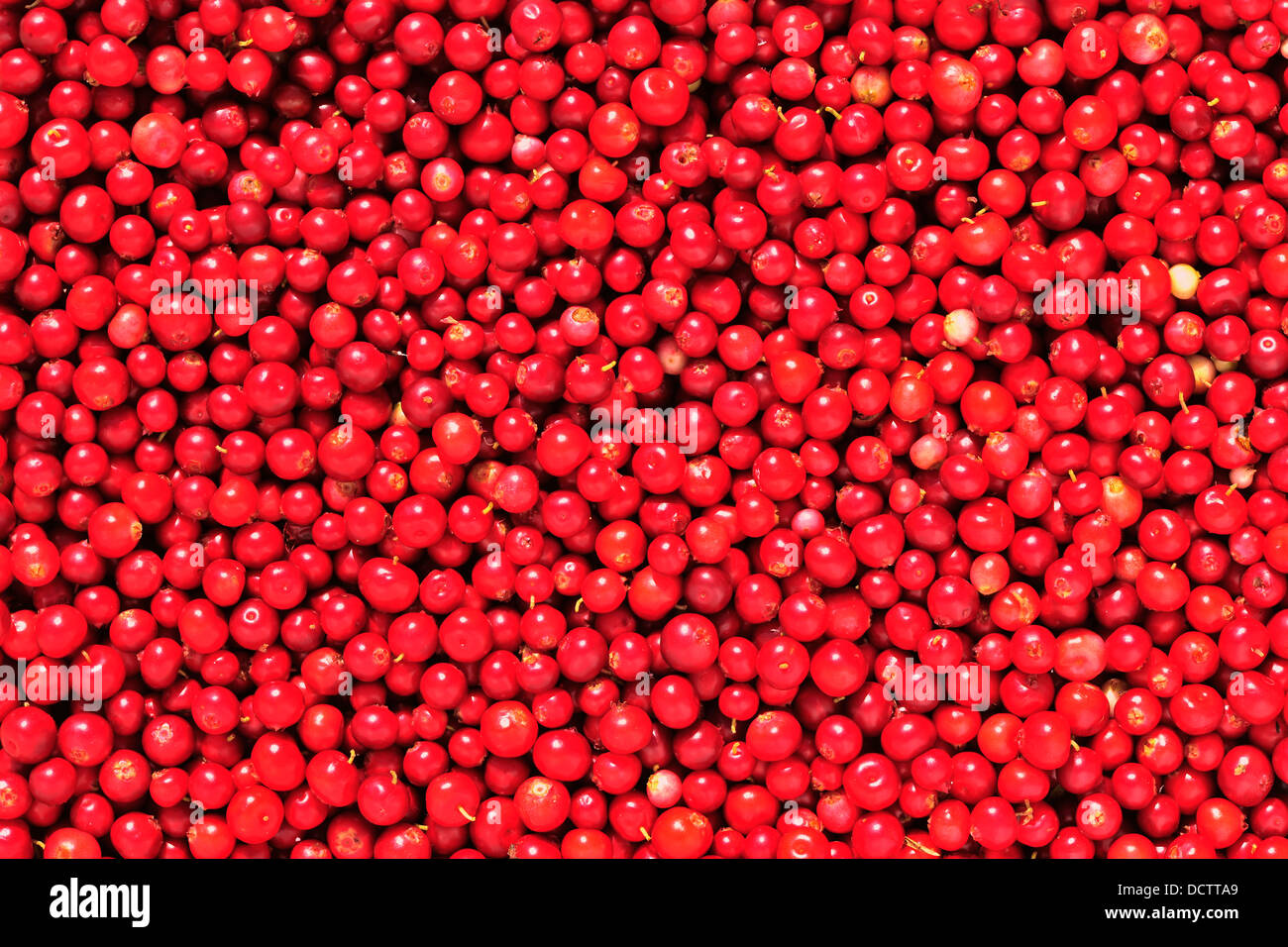 Cowberry or lingonberry (Vaccinium vitis-idaea ) Stock Photo