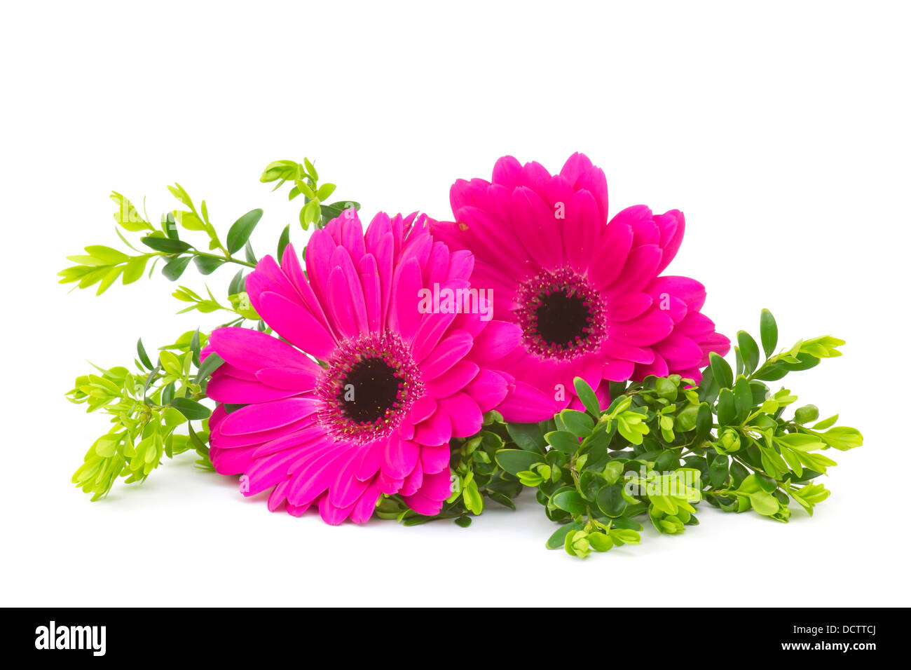 Two pink gerbera daisies hires stock photography and images Alamy