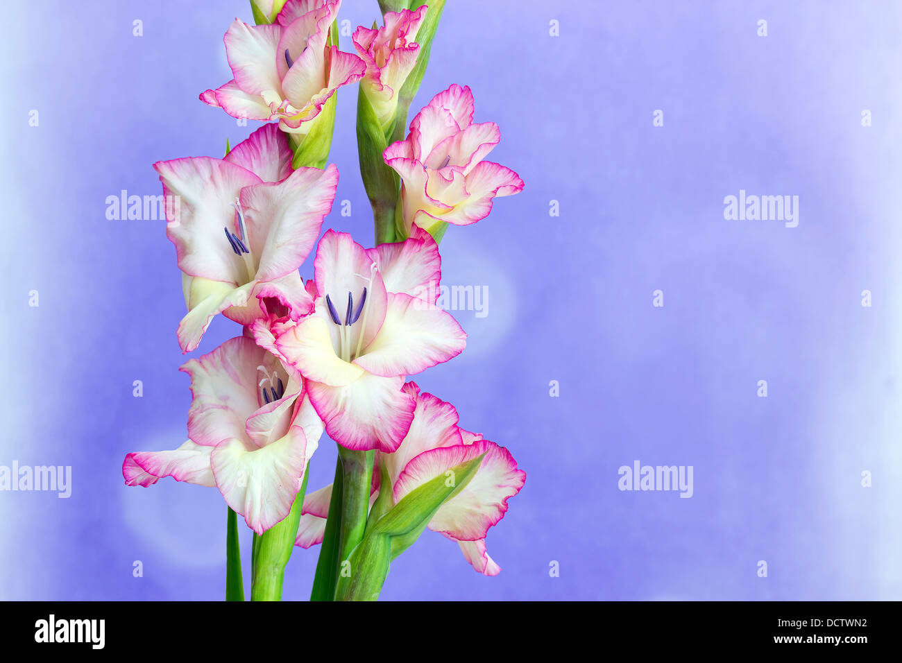 pink gladiolus Stock Photo