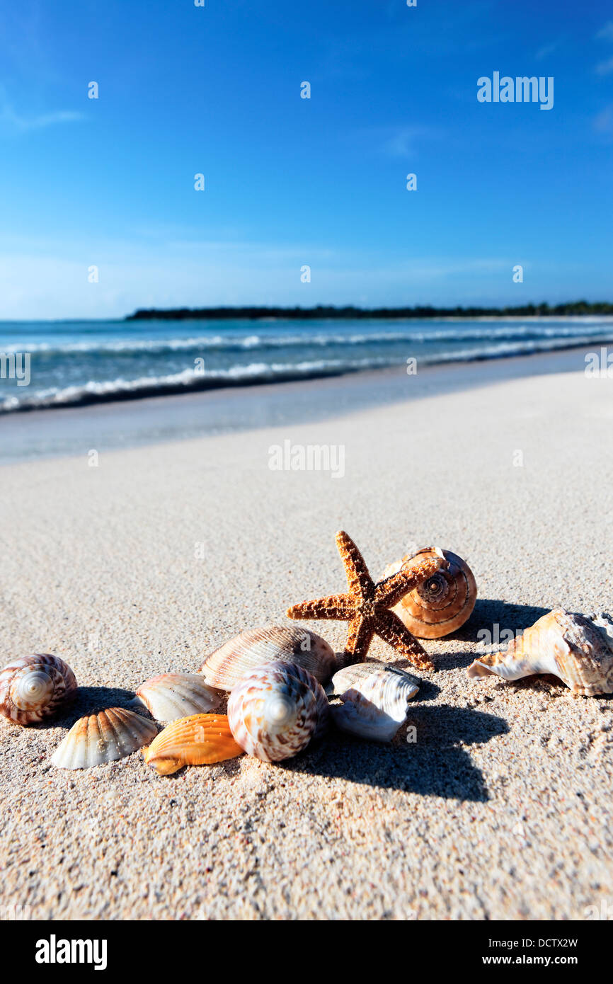 Sea Start Shell seastar and shells Stock Photo - Alamy