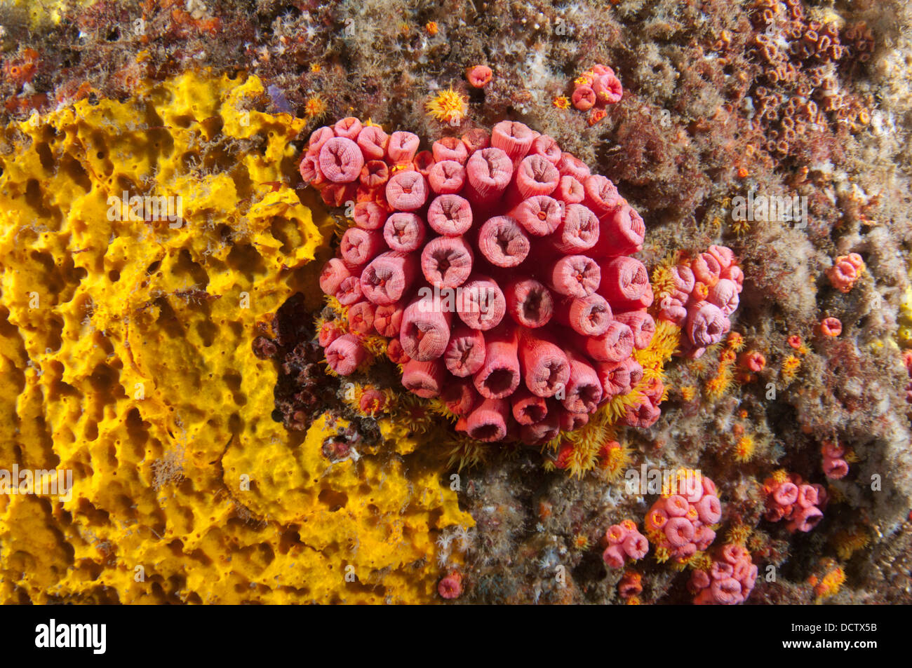 tubastrea sun coral invader species at Arraial do Cabo, Rio de Janeiro, Brazil Stock Photo
