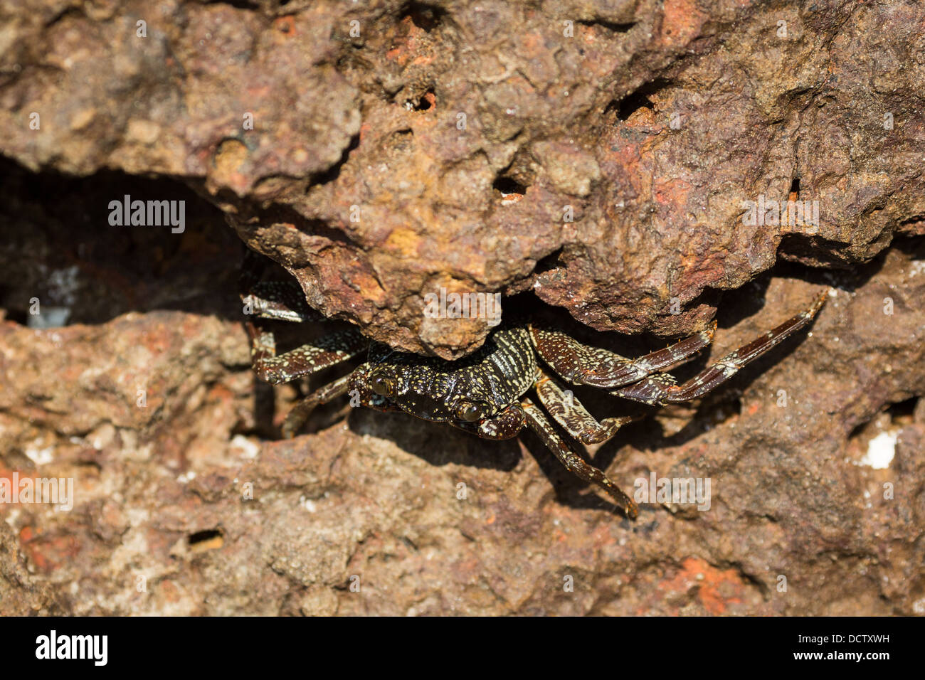 Crab on a rock in the Indian Ocean Stock Photo