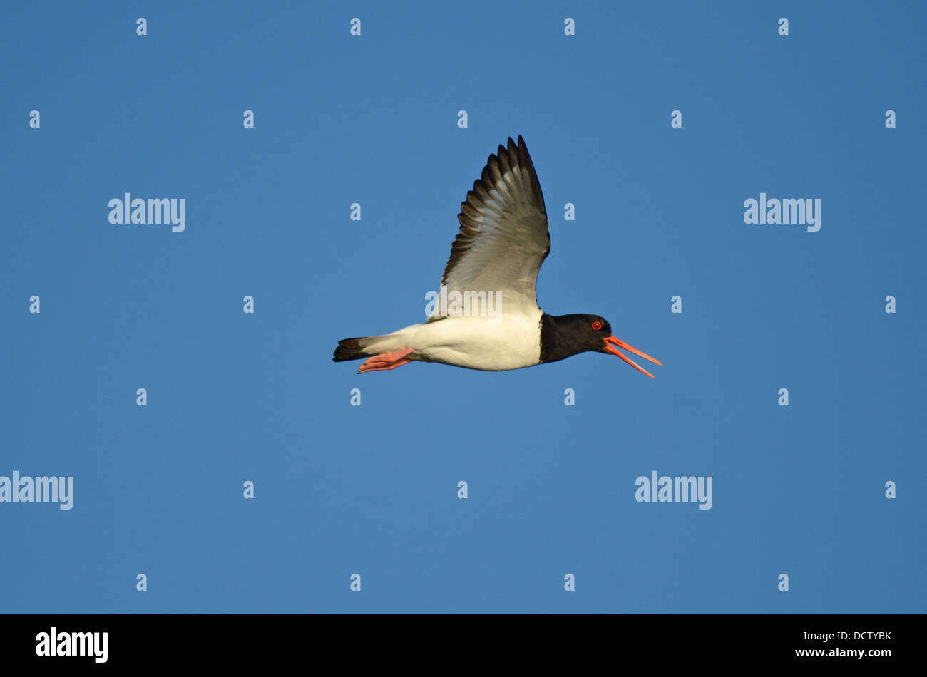 Oystercatcher In Flight with bright blue sky Stock Photo Alamy