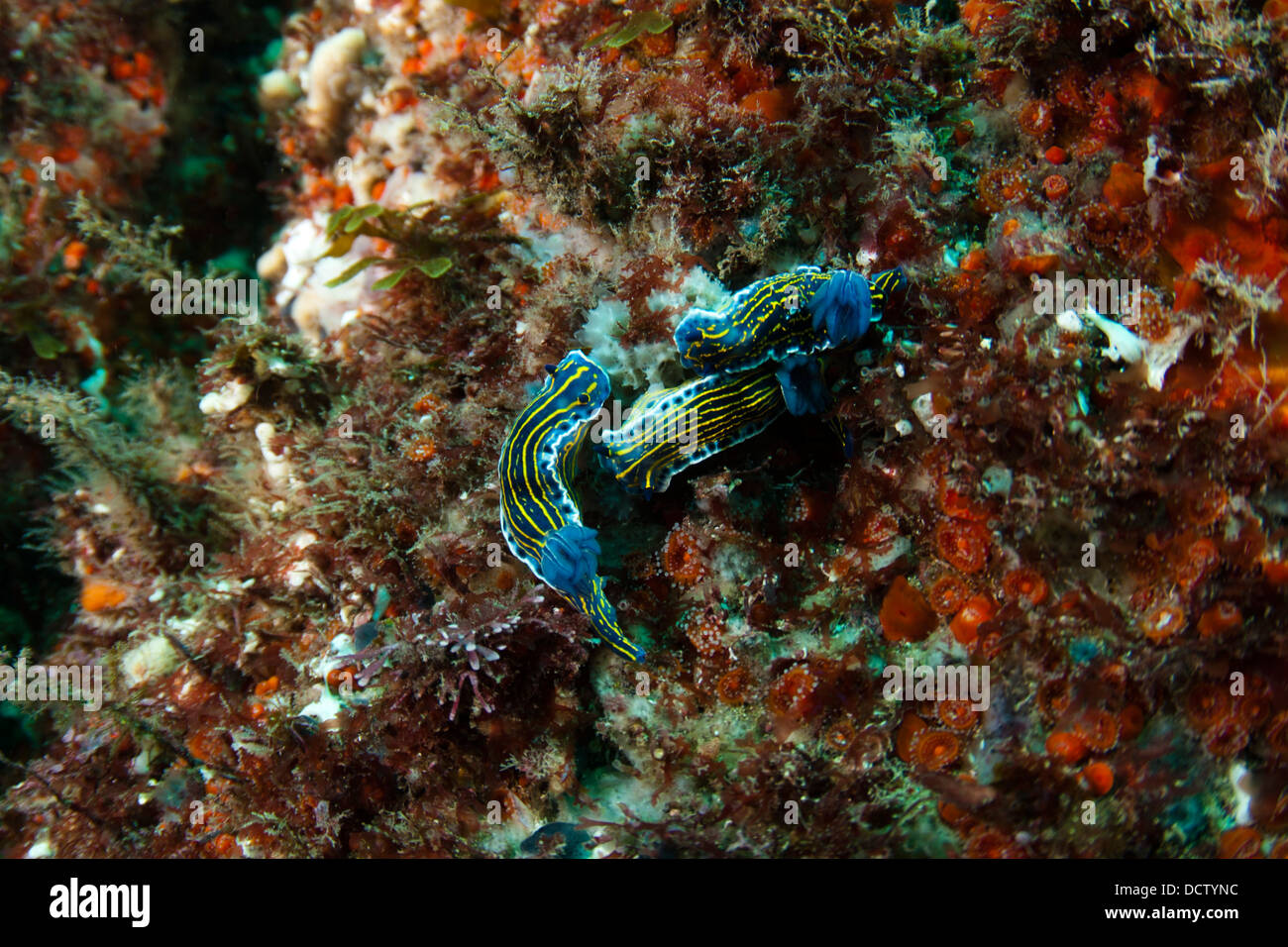 Hypselodoris picta lajensis nudibranch mollusk sea slug group underwater Arraial do Cabo, Rio de Janeiro, Brazil Stock Photo