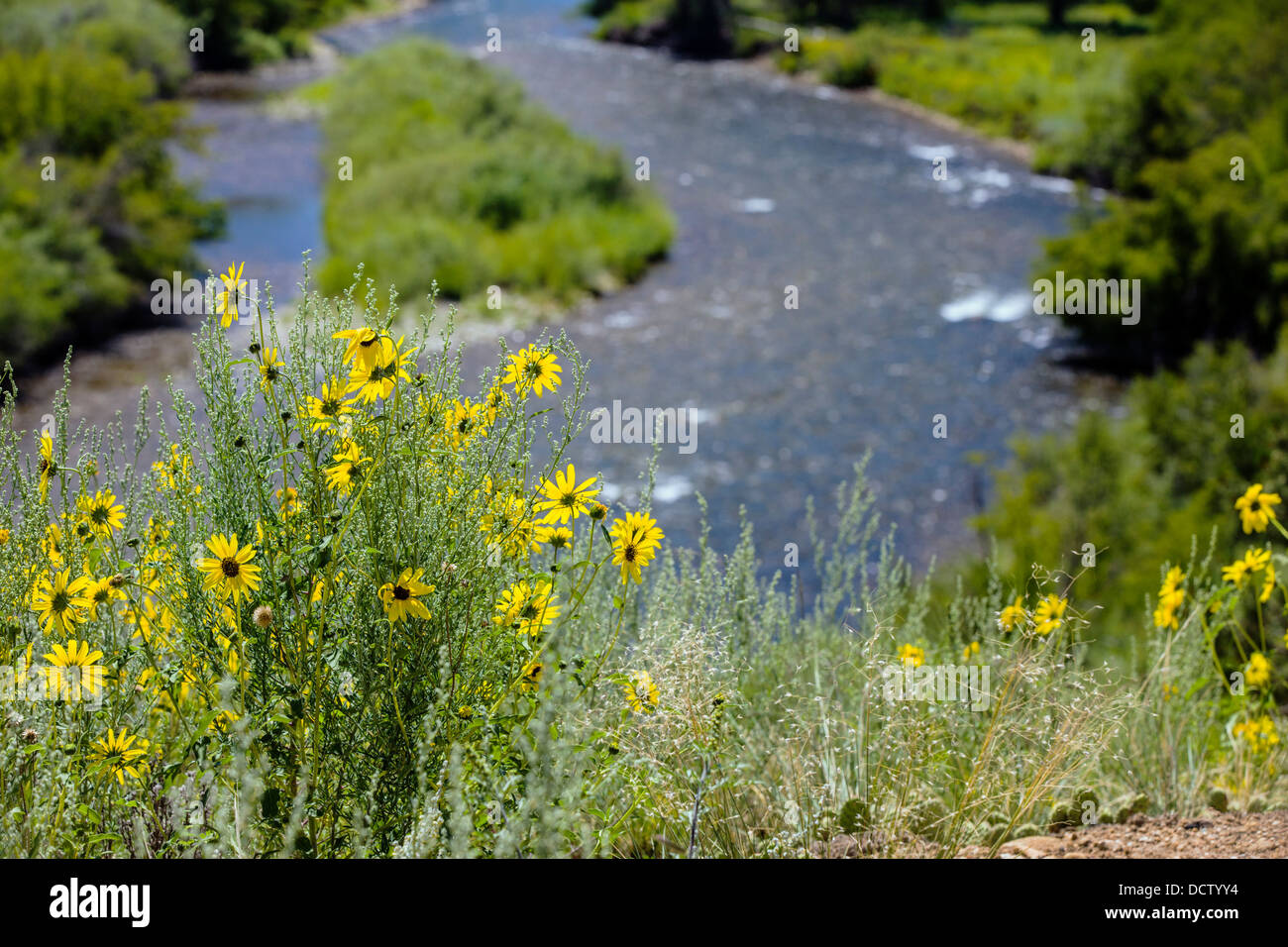Wild sunflowers along the Arkansas River near Buena Vista, Chaffee