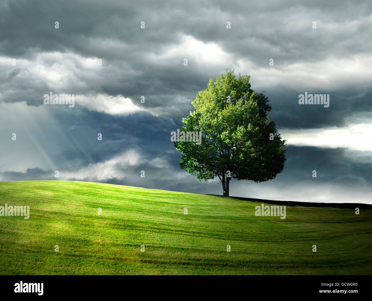 Single tree on the hill Stock Photo - Alamy