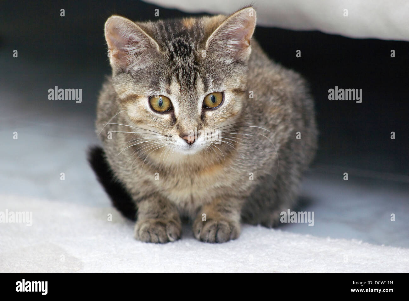 little kitten hiding under the bed Stock Photo Alamy