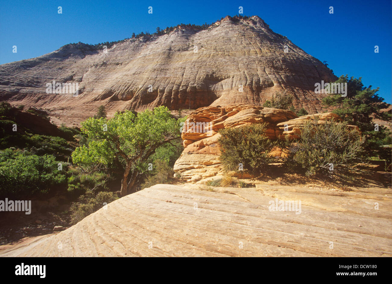 Checkerboard Mesa is the first attraction for visitors entering Zion