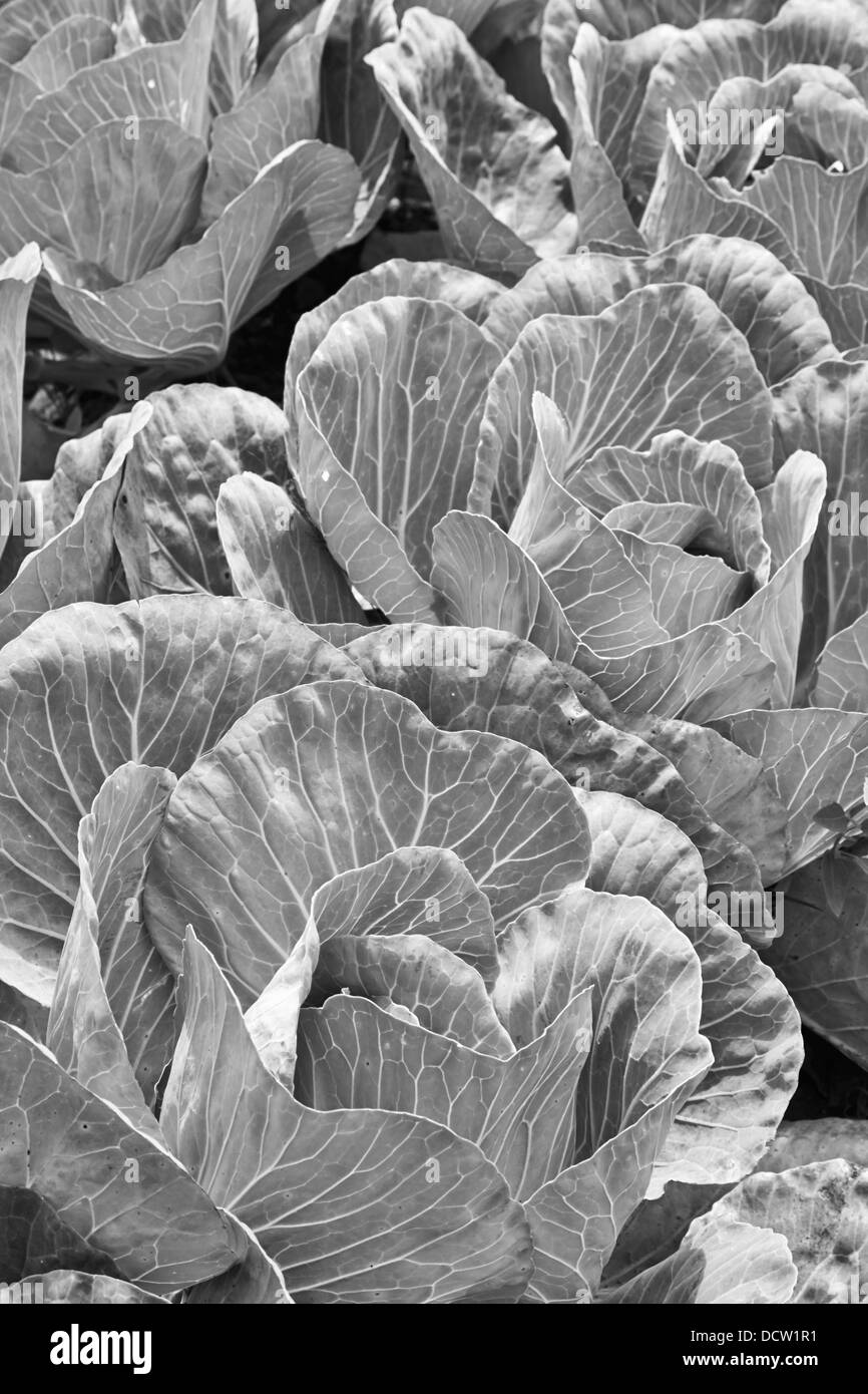 green cabbage growing at High Mowing Seeds, Hardwick, Vermont, USA Stock Photo