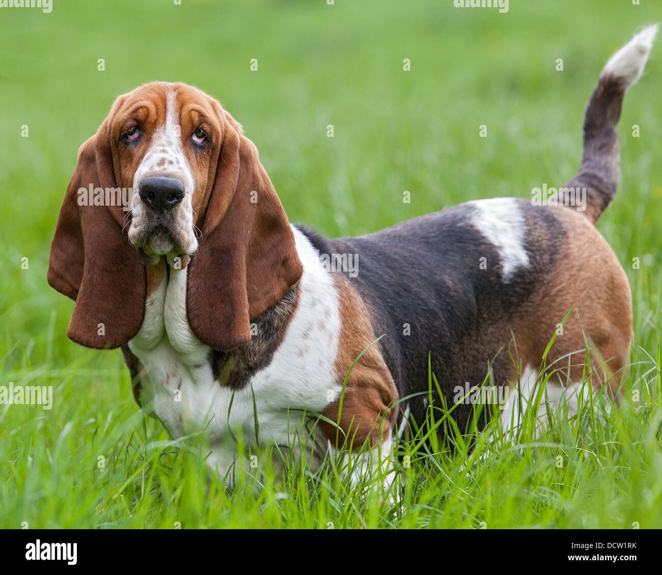 Tri-coloured basset hound standing in grass, posing Stock Photo