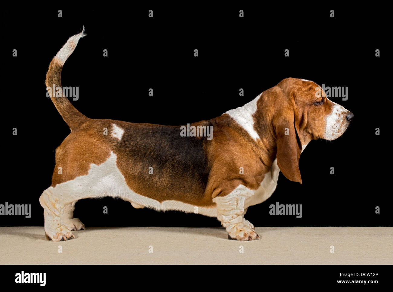 Close-up of a tri-coloured basset hound panting Stock Photo