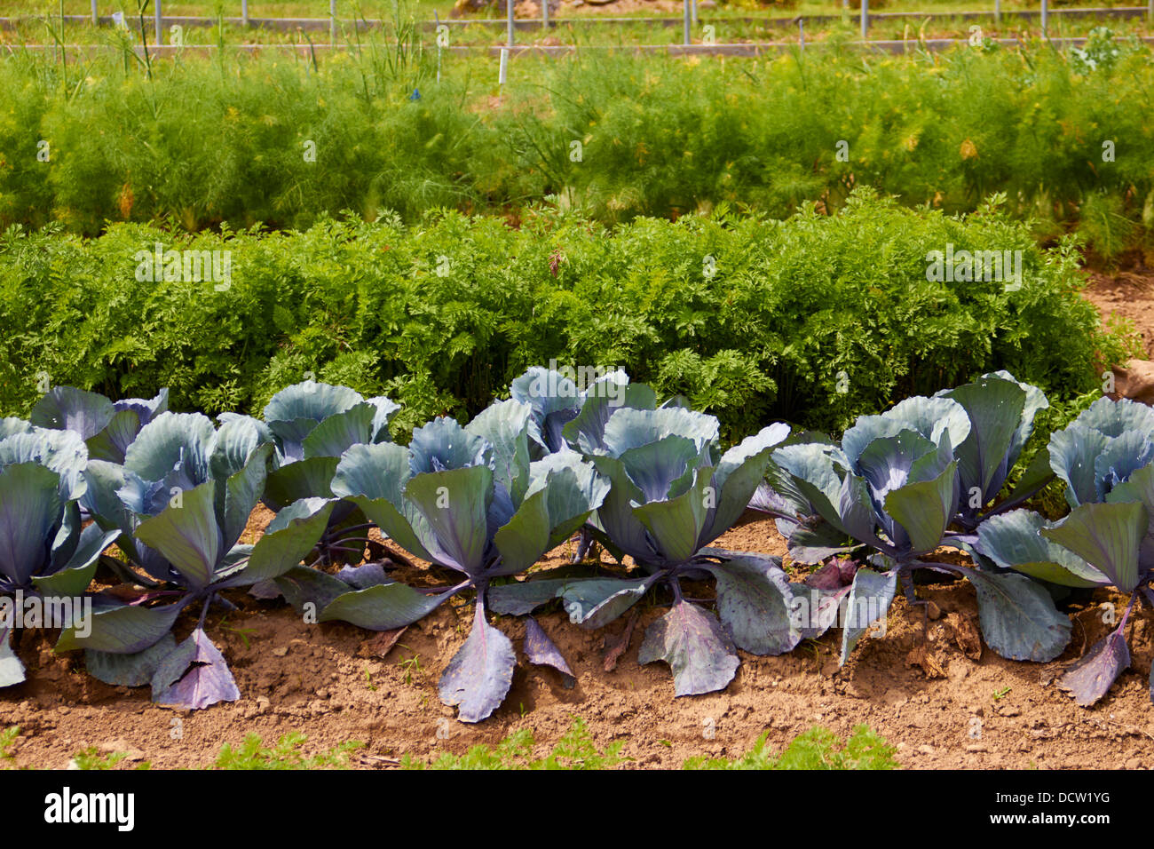 vegetable fields at High Mowing Seeds in Hardwick, Vermont, USA Stock Photo