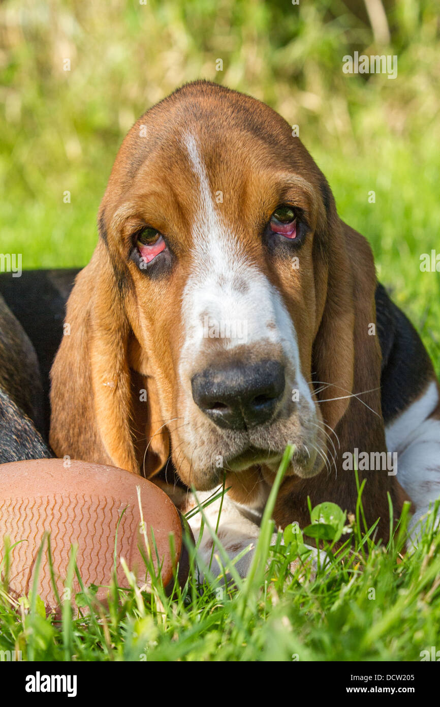 Close-up of a naughty tri-coloured basset hound puppy with a shoe Stock Photo
