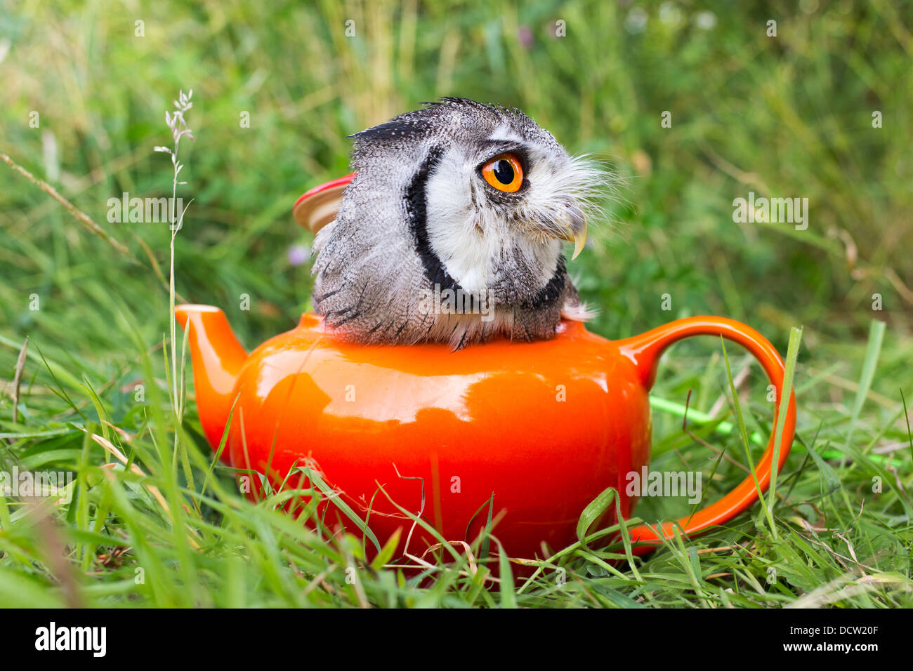 Male Southern white-faced Scops Owl (Ptilopsis granti)in a teapot Stock Photo