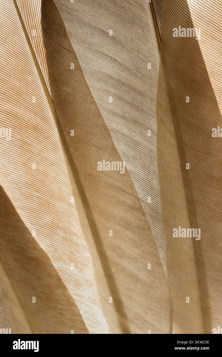 Transparent pigeon feathers close up Stock Photo