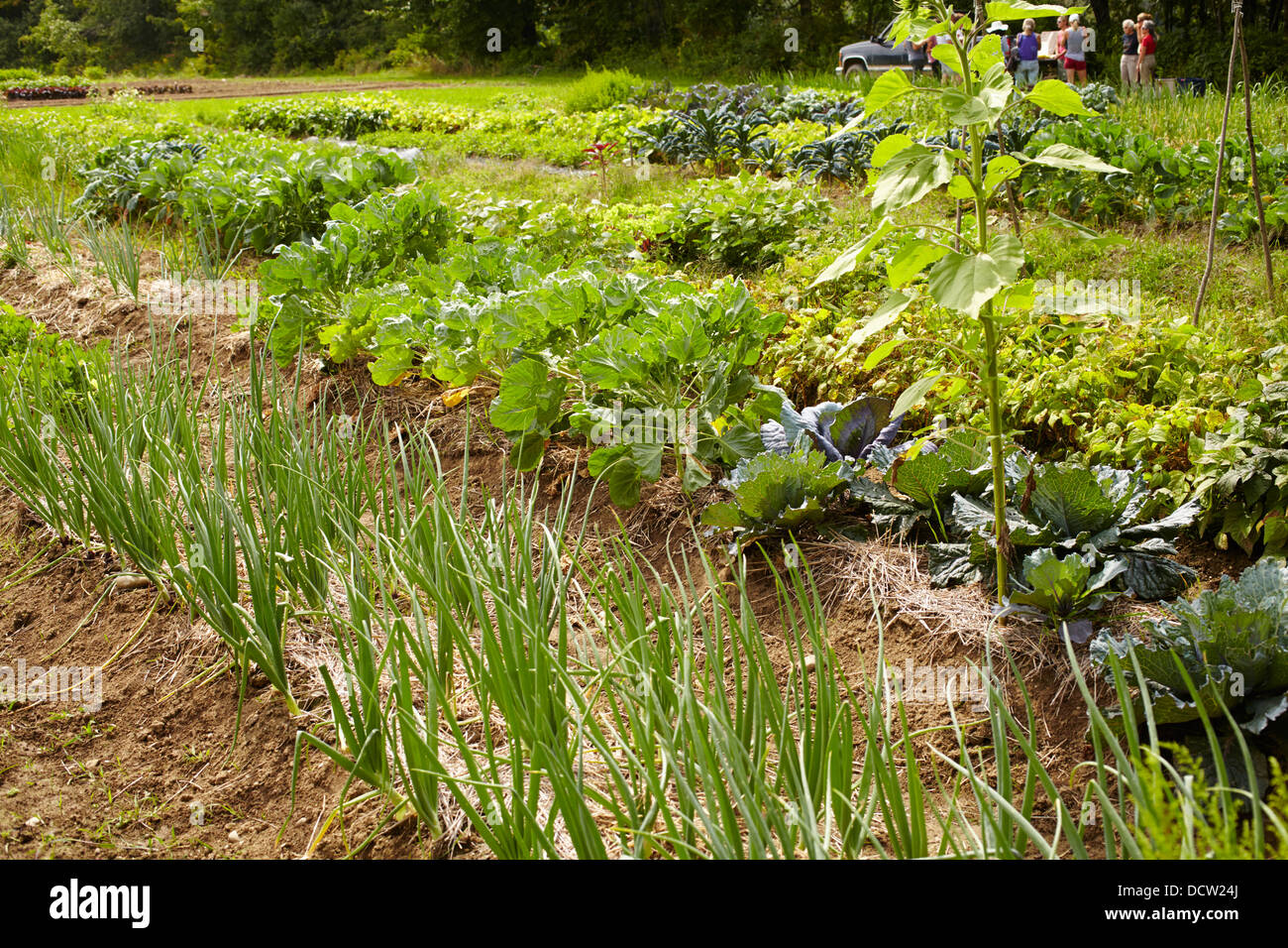 vegetable fields at High Mowing Seeds in Hardwick, Vermont, USA Stock Photo