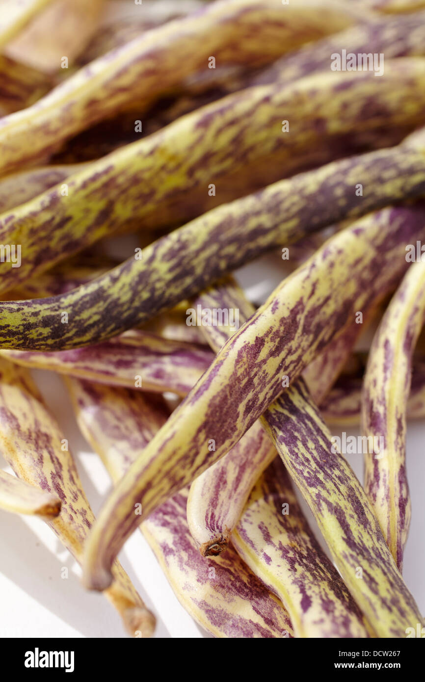 raw fresh cranberry beans Stock Photo