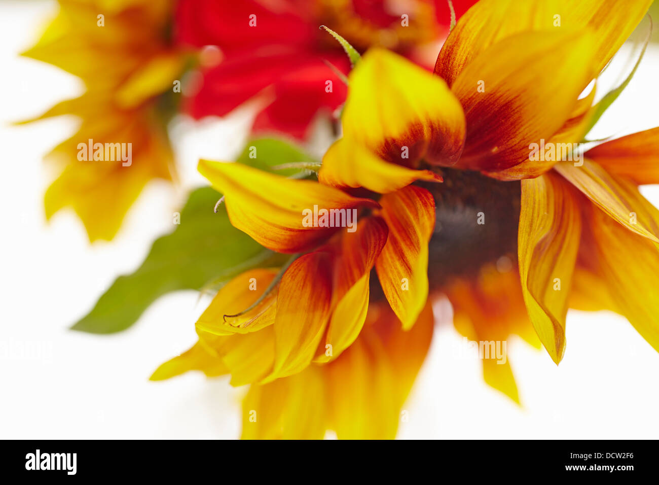 Sunflower table centerpiece Stock Photo