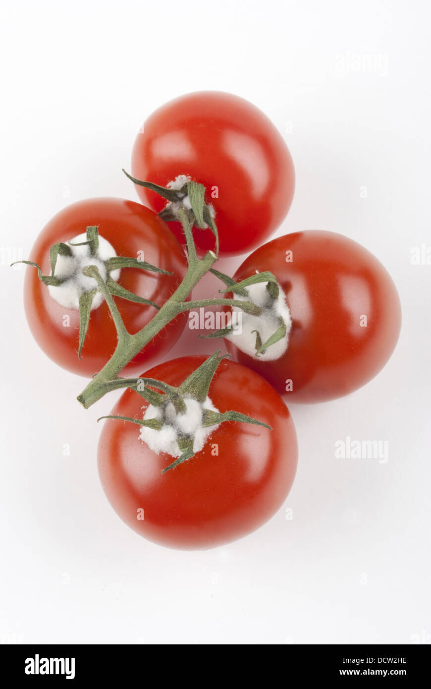 Molds on tomatoes can cause liver cancer Stock Photo