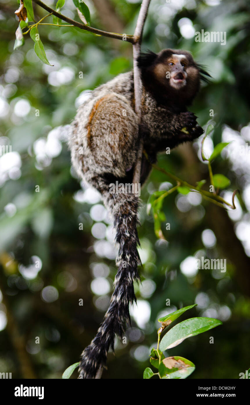 Macaco sagui hi-res stock photography and images - Alamy