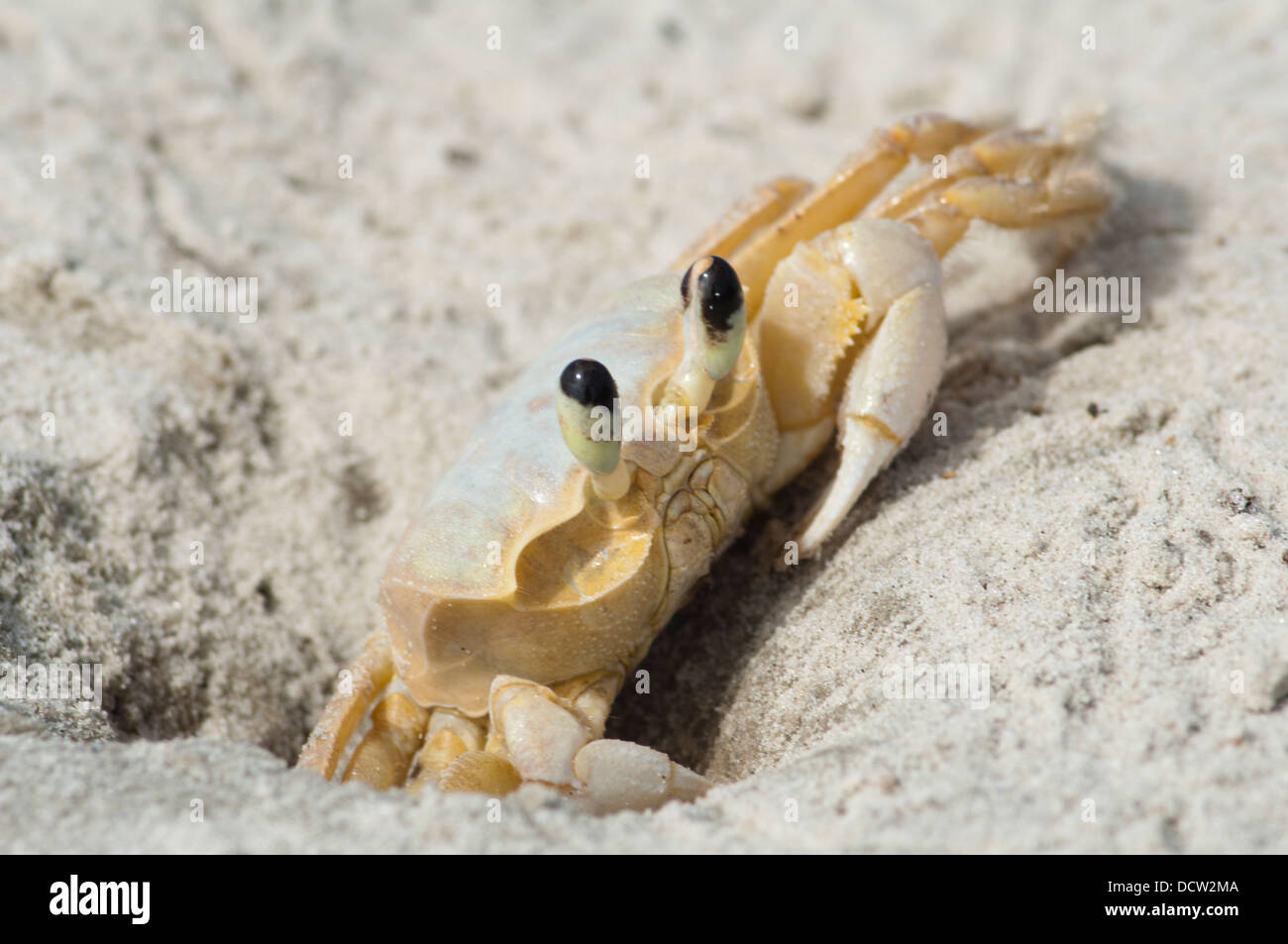 Maria Farinha crab Ocypode quadrata, at sand beach in Ilha do Mel, Paranagua, Parana state, south Brazil. Stock Photo