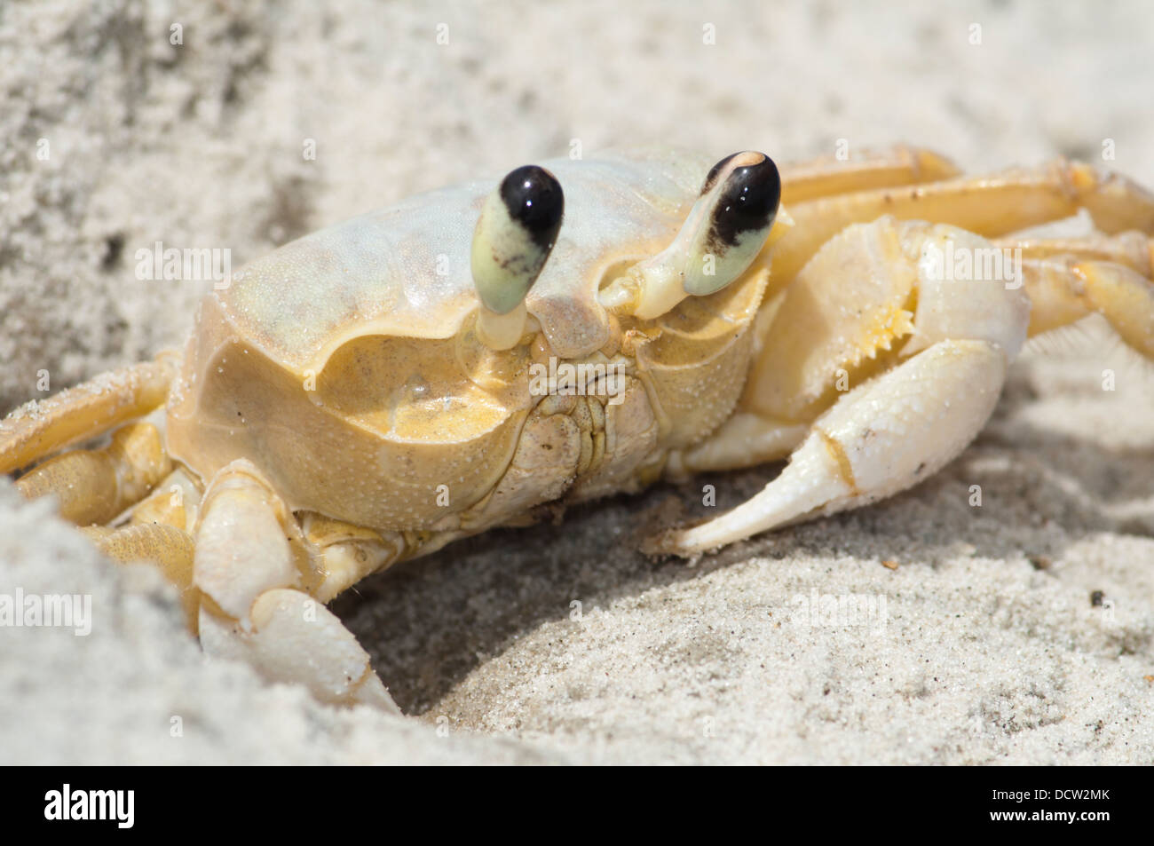 Maria Farinha crab Ocypode quadrata, at sand beach in Ilha do Mel, Paranagua, Parana state, south Brazil. Stock Photo