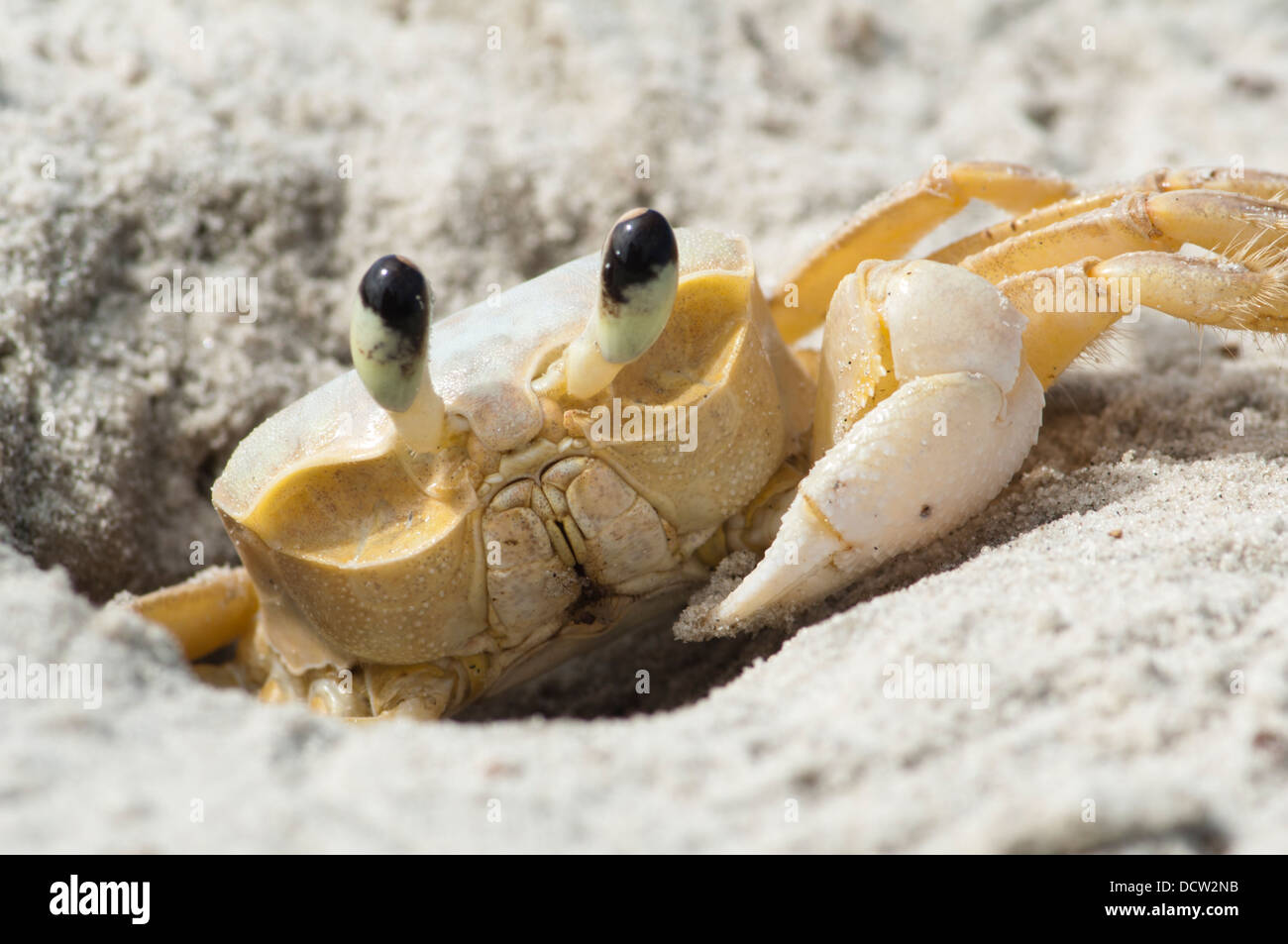 Maria Farinha crab Ocypode quadrata, at sand beach in Ilha do Mel,  Paranagua, Parana state, south Brazil Stock Photo - Alamy, image size:1300x953