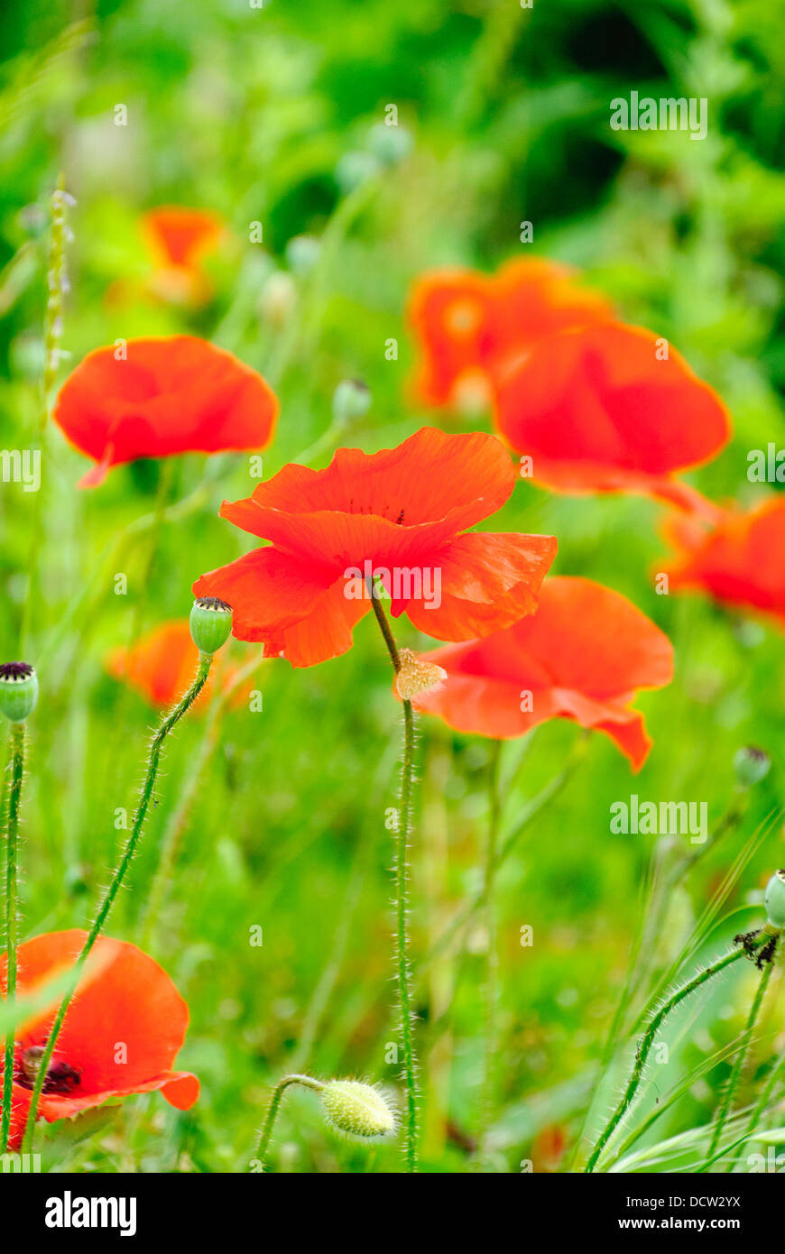 Red wild poppies in a green grassy field Stock Photo - Alamy