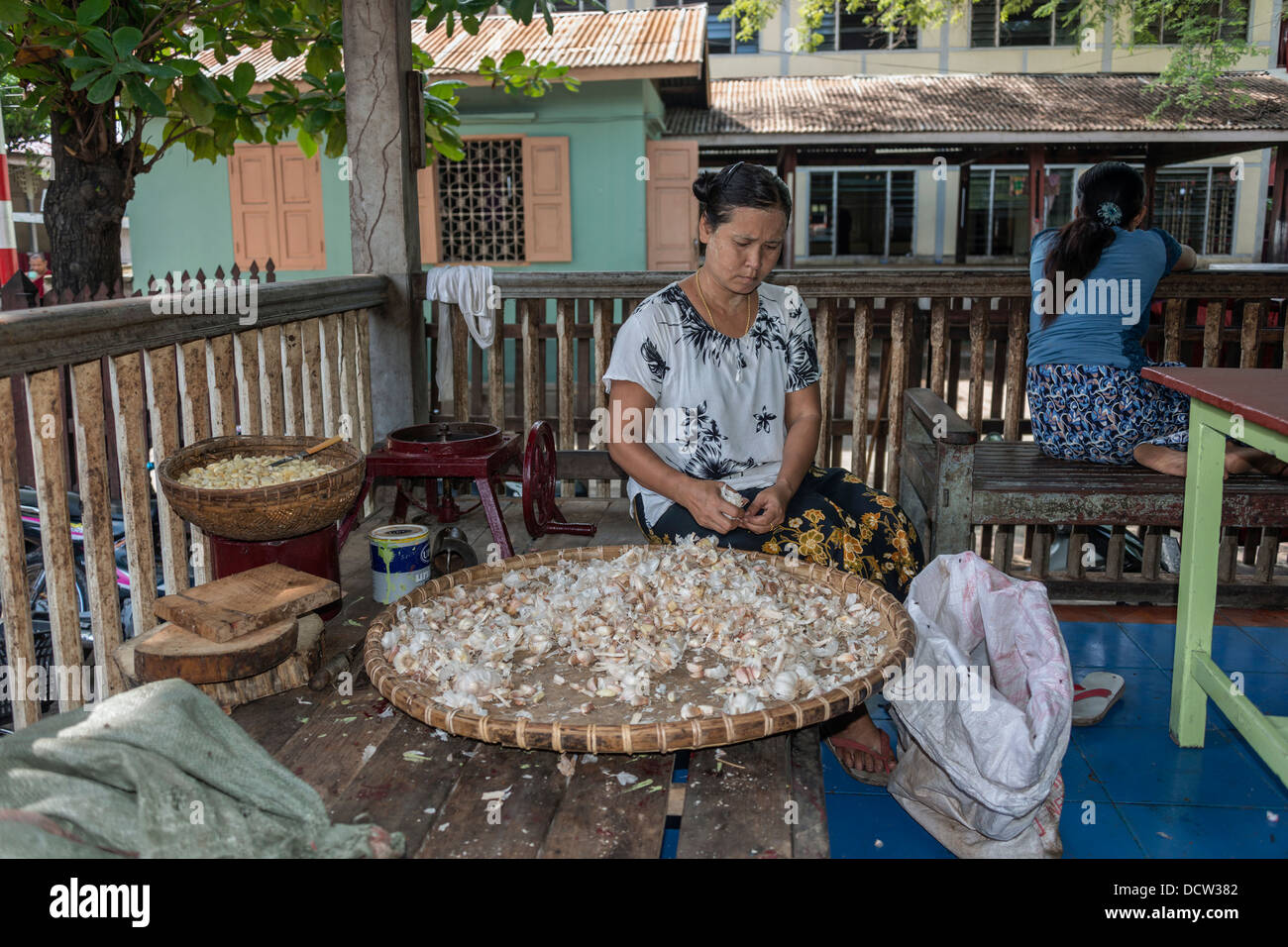 Woman peeling huge tray of garlic hi-res stock photography and images ...