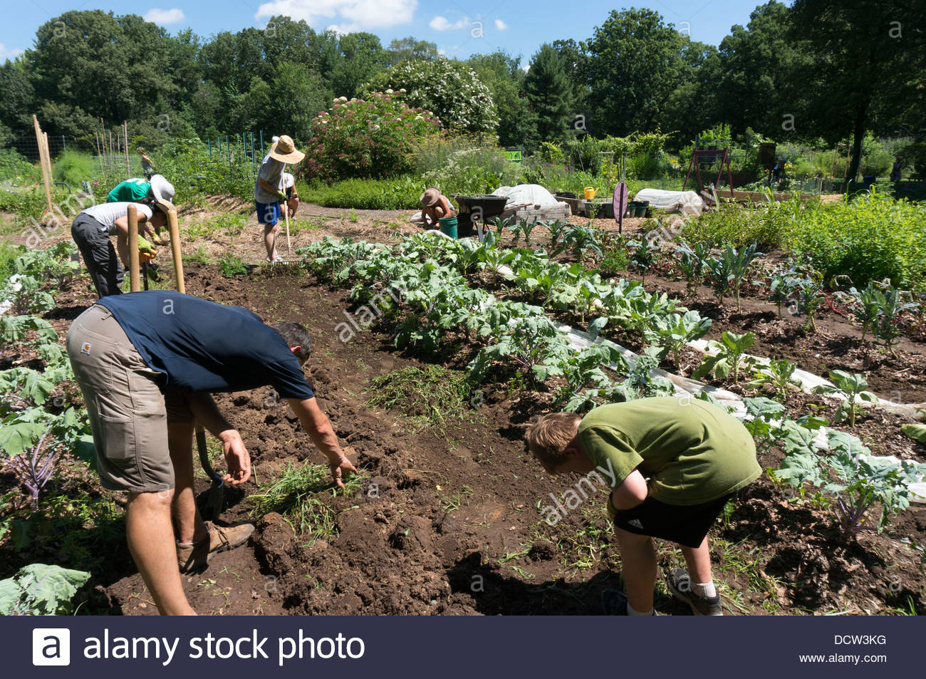 Volunteer Gardeners Work In The Vegetable Plot In The Youth Garden