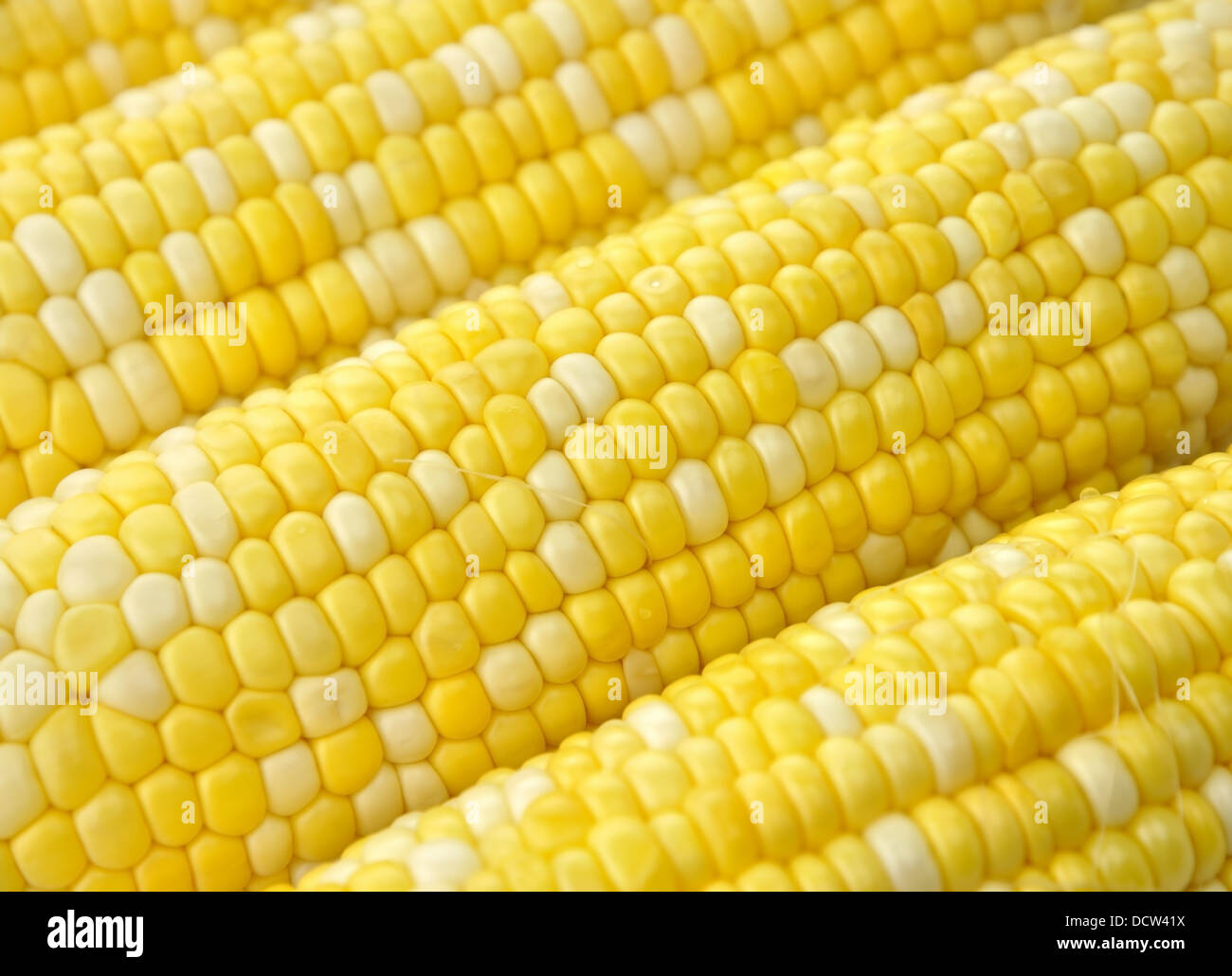 Ears of corn Stock Photo Alamy