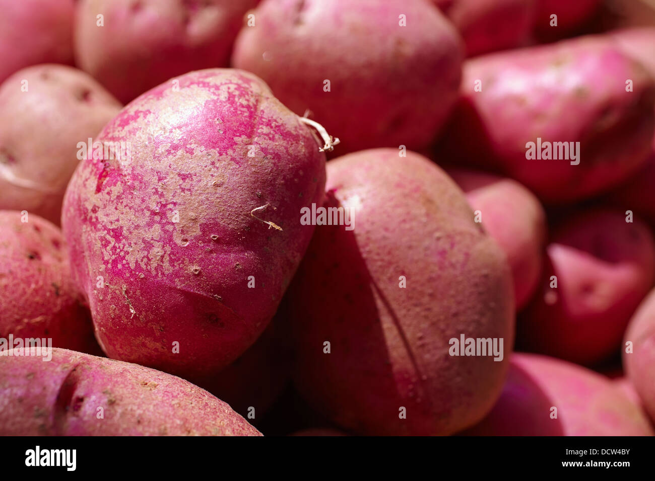 pile of red potatoes Stock Photo Alamy