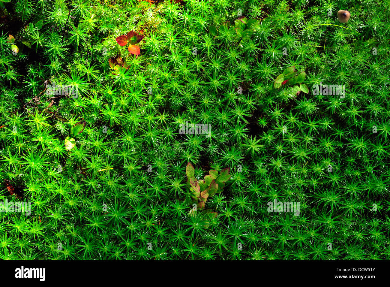 Green Moss background Stock Photo