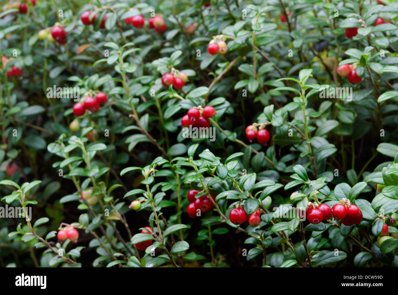 Cowberry or lingonberry (Vaccinium vitis-idaea ) Stock Photo