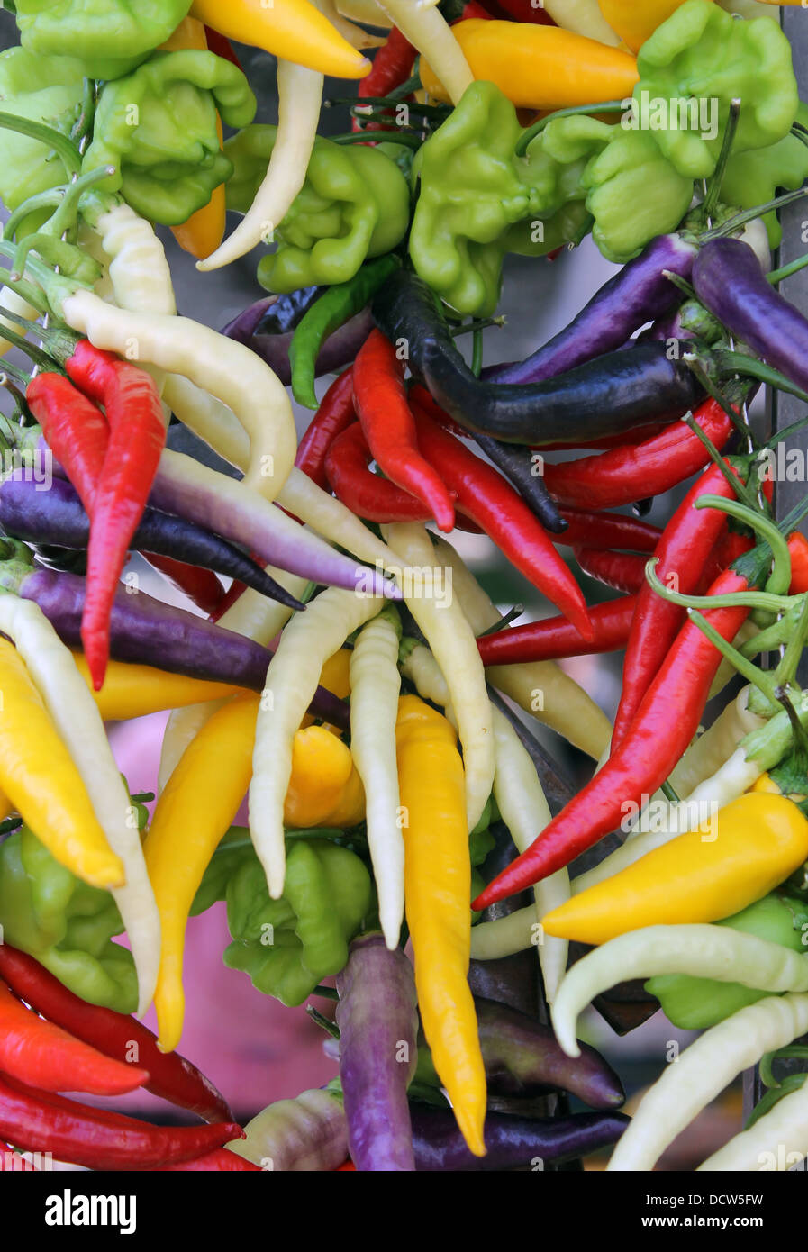 Background of colorful chili and bell peppers. Stock Photo
