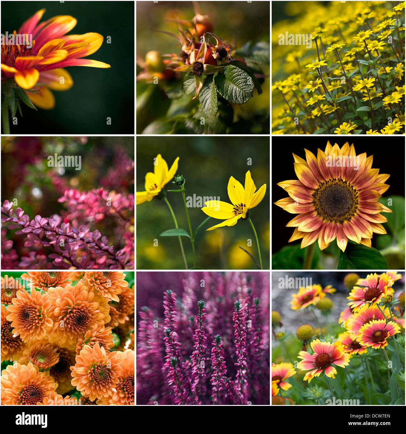 collection of autumnal flowers Stock Photo