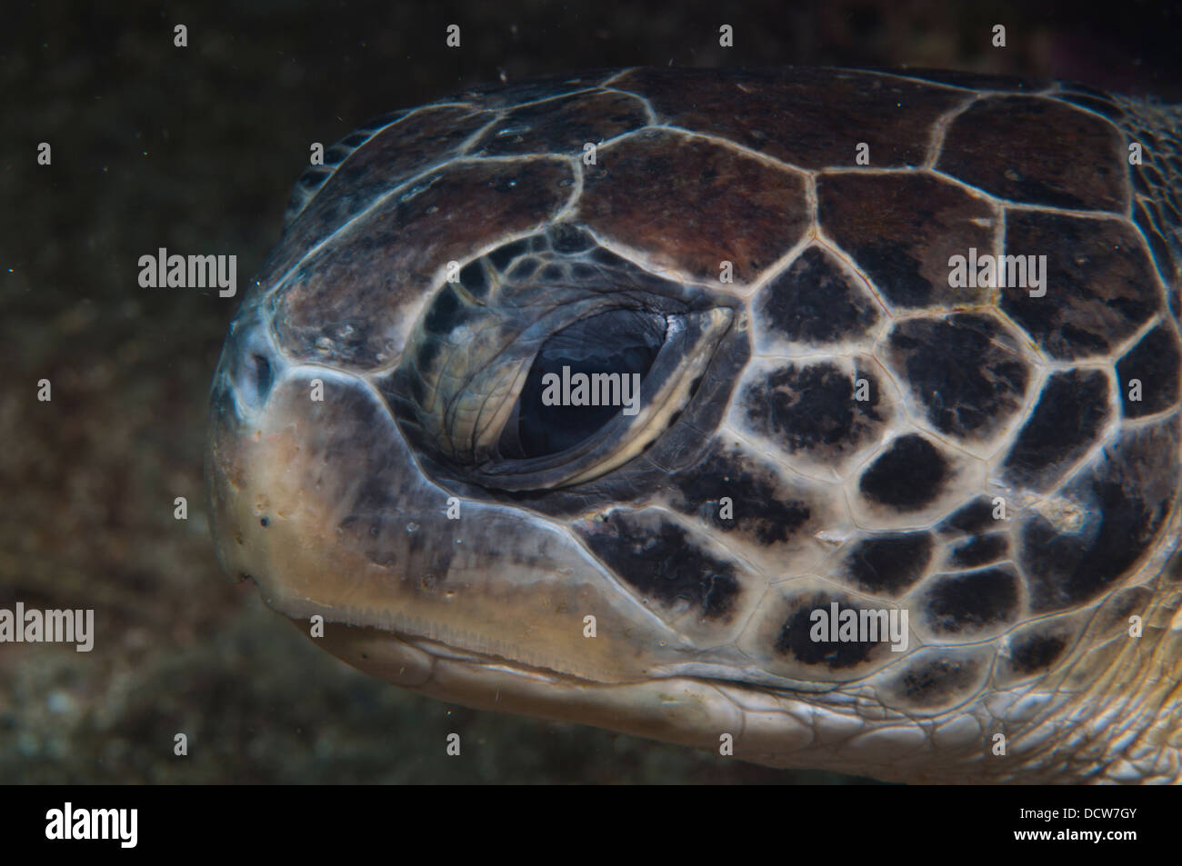 Green Sea turtle Chelonia mydas head detail close up Stock Photo