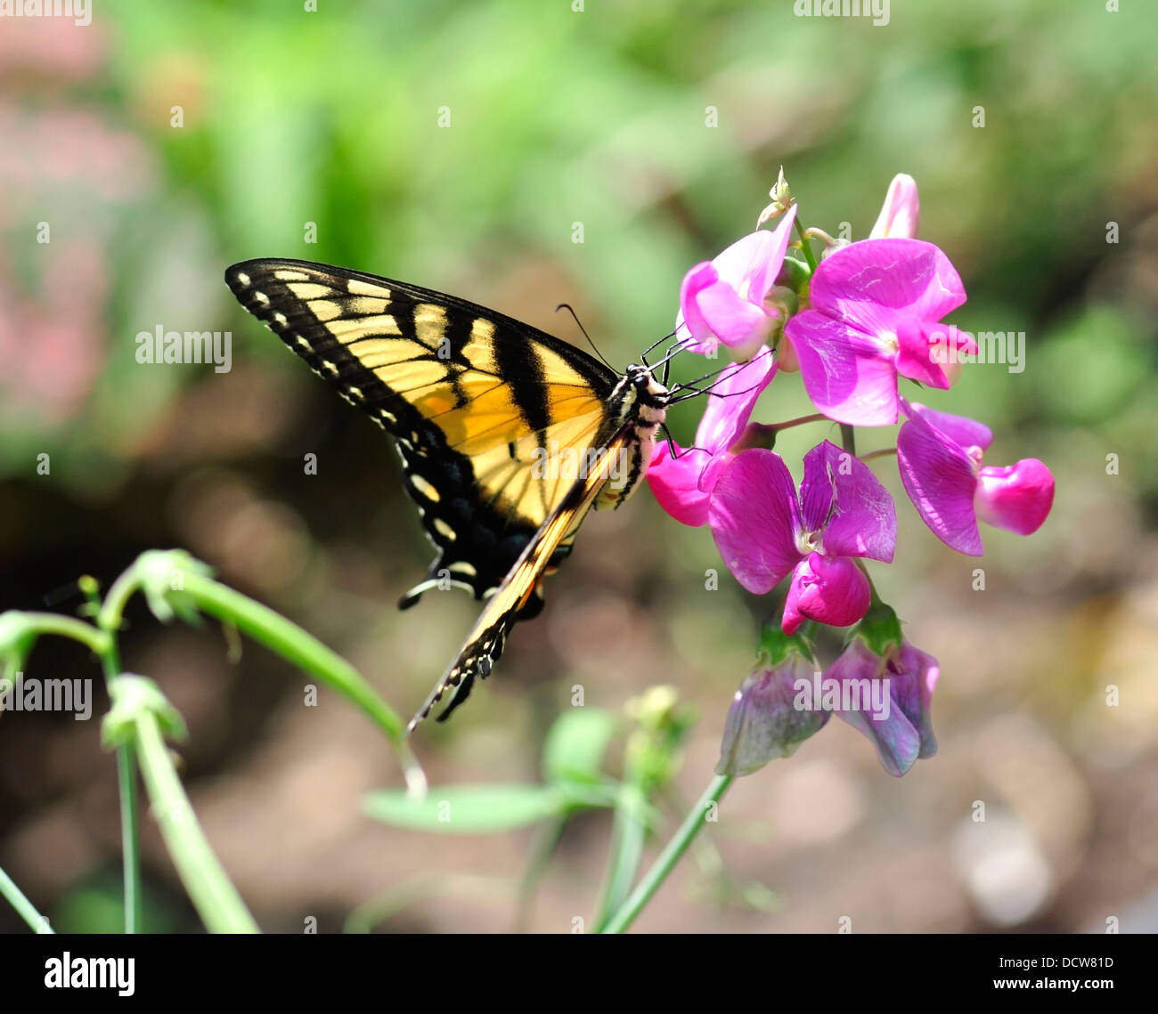 yellow butterfly Stock Photo