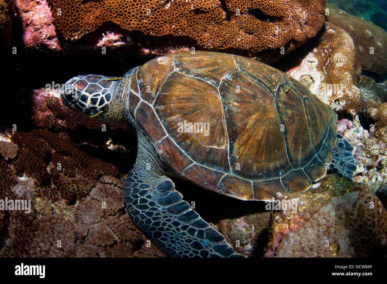 Green Sea turtle Chelonia mydas underwater Laje de Santos, Sao Paulo, Brazil Stock Photo