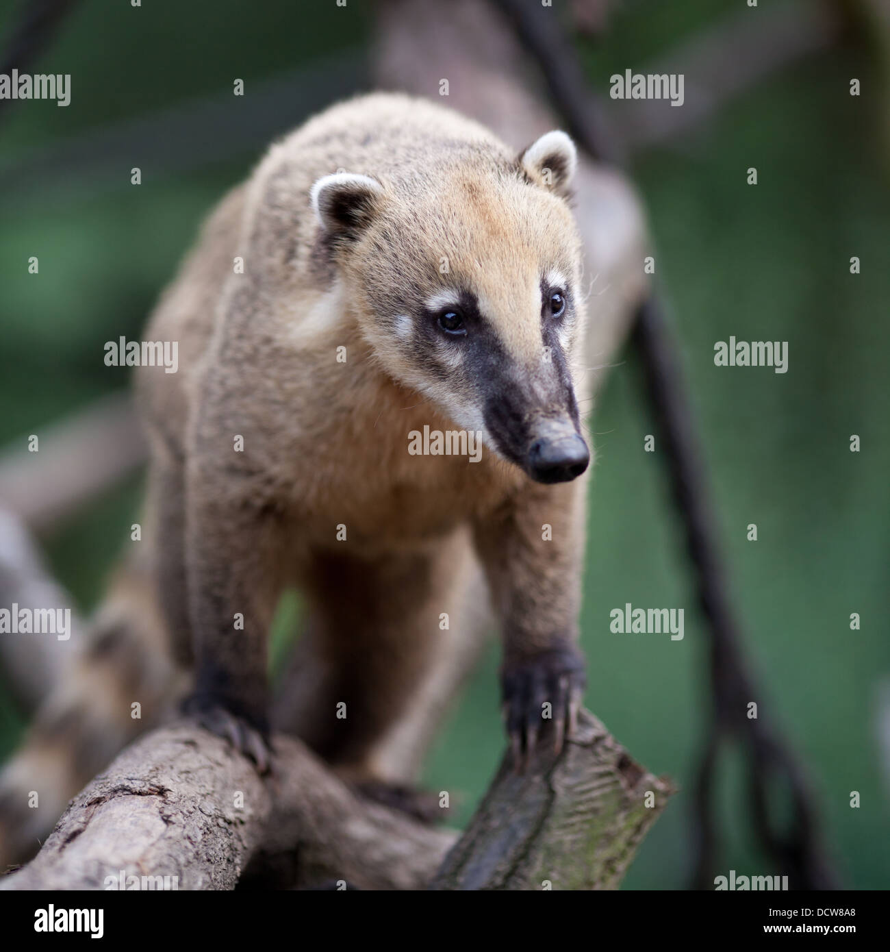 Portrait Of A Very Cute White nosed Coati Nasua Narica Aka Piz Stock portrait-of-a-very-cute-white-nosed-coati-nasua-narica-aka-piz-stock