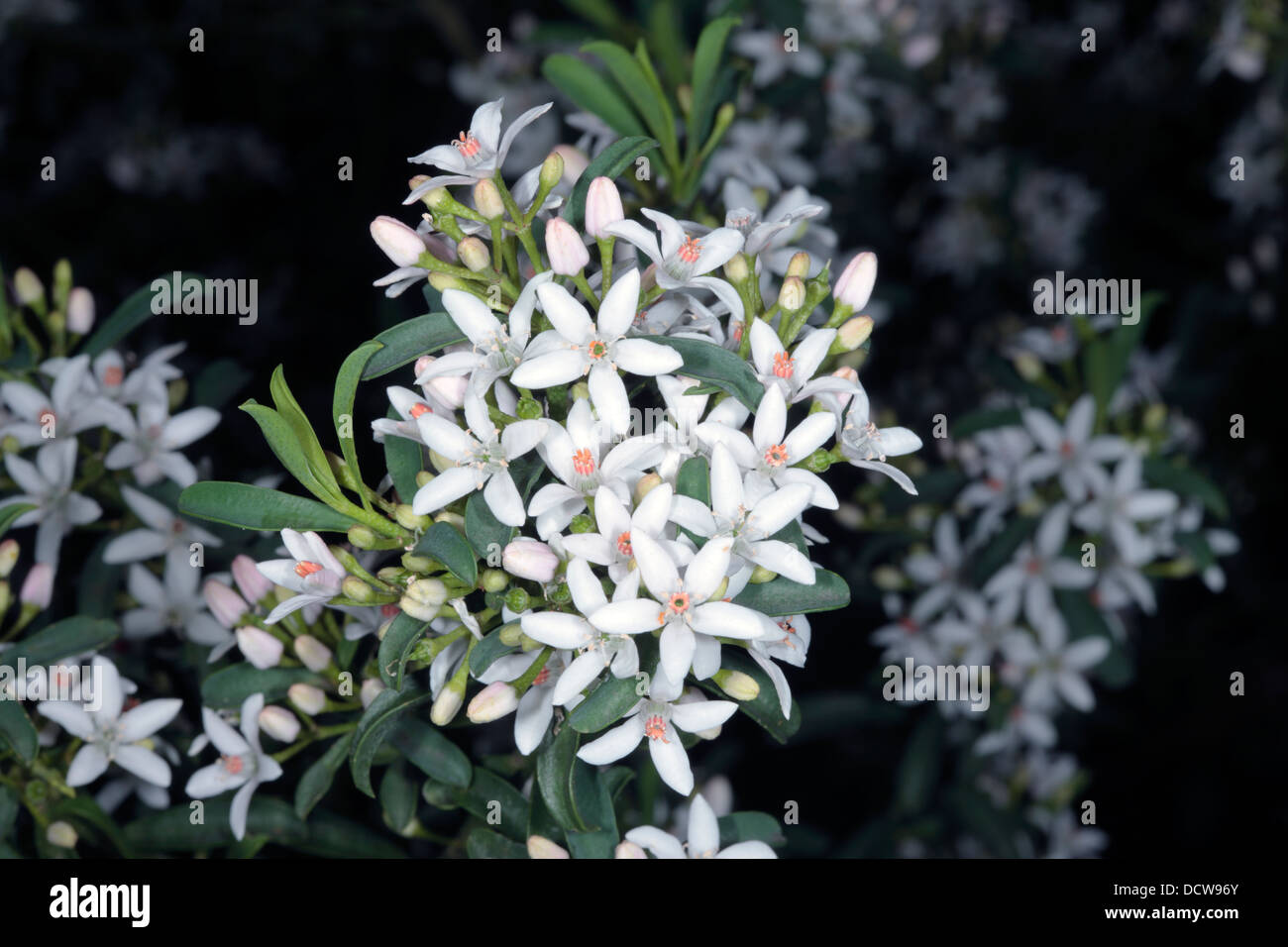 Close-up of Long-Leaf Wax-Flower/- Eriostemon myoporoides [Philotheca myoporoides]- Family Rutaceae Stock Photo