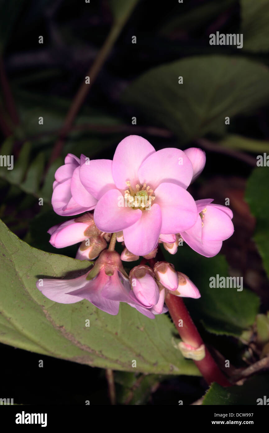 Close-up of Schmidt's Elephant Ears flower- Bergenia x Schmidtii - Family Saxifragaceae Stock Photo