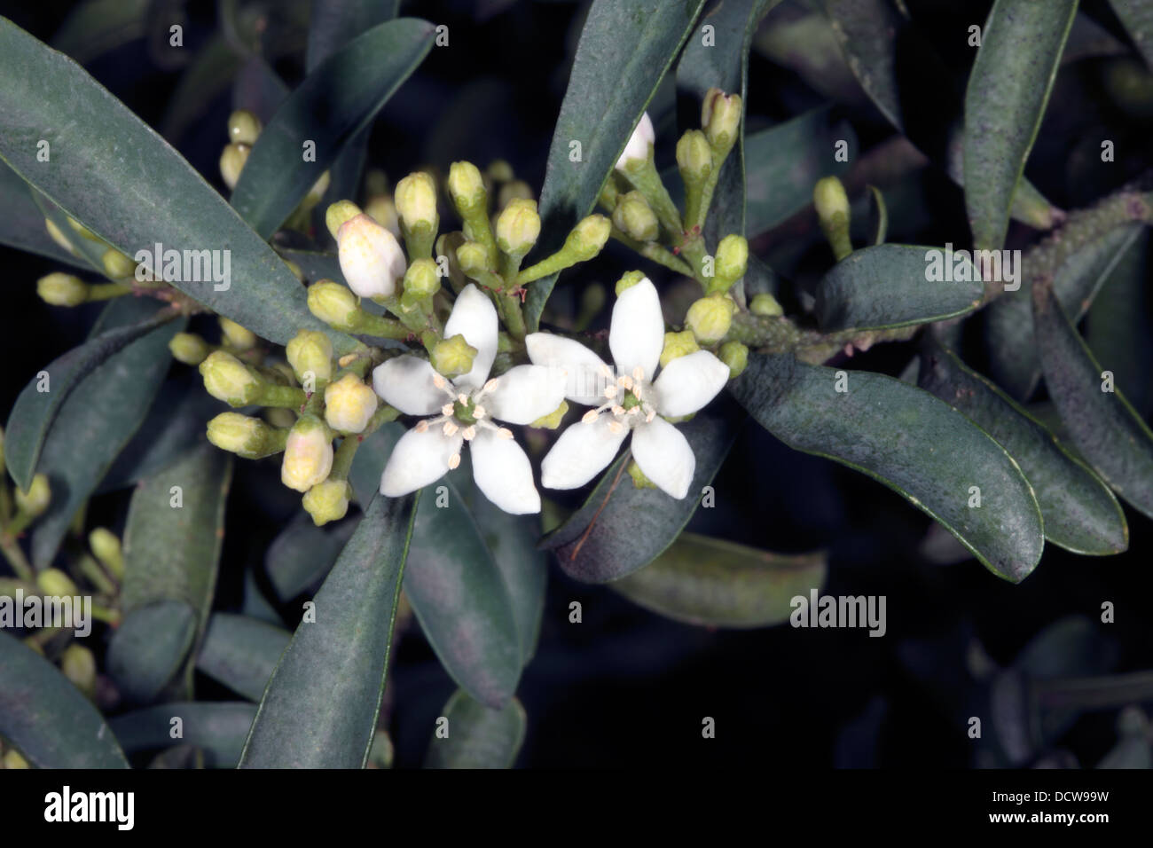 Long-Leaf Wax-Flower/- Eriostemon myoporoides [Philotheca myoporoides]- Family Rutaceae Stock Photo