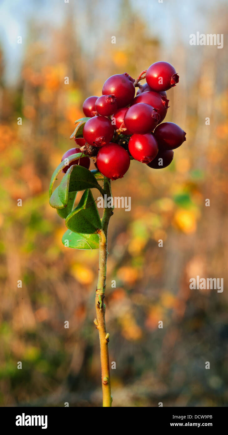 Cowberry or lingonberry (Vaccinium vitis-idaea ) Stock Photo