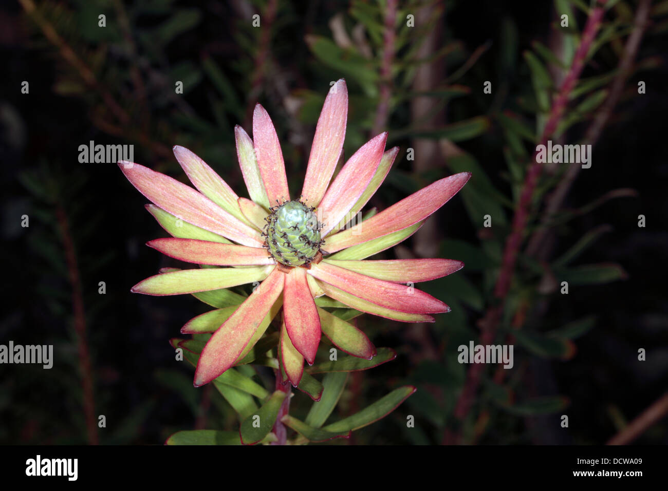 Close-up of Leucadendron hybrid 'Safari Sunset' - Family Proteaceae Stock Photo