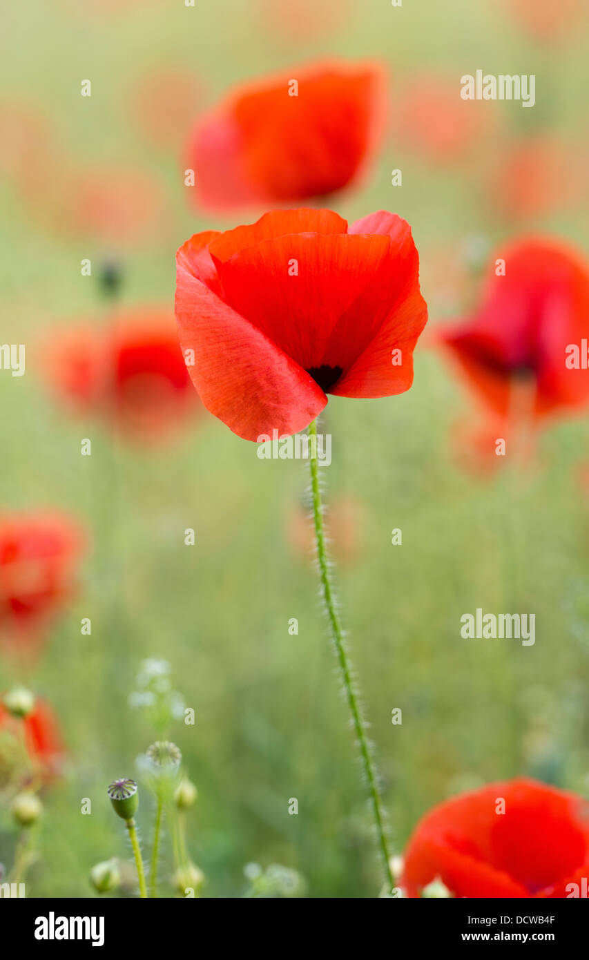 Abstract Art Poppies High Resolution Stock Photography and Images - Alamy